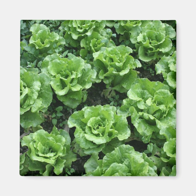 Imán Cama de lechuga (Frente)