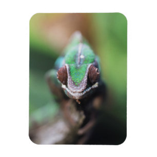Imán Camaleón pantera de Madagascar con barra roja