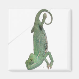 Imán Camaleón velado joven, calyptratus del Chamaeleo