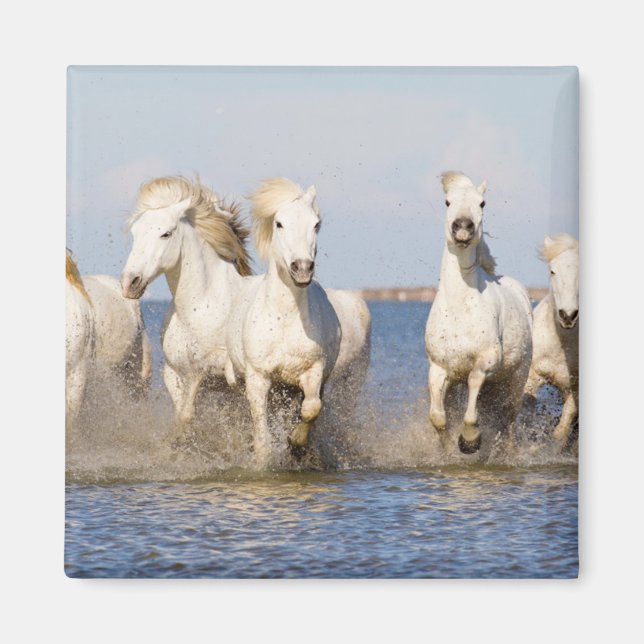 Imán Camargue Horses (Frente)