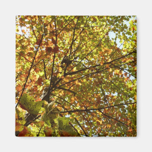 Imán Cambiante color de otoño verde y dorado del arce