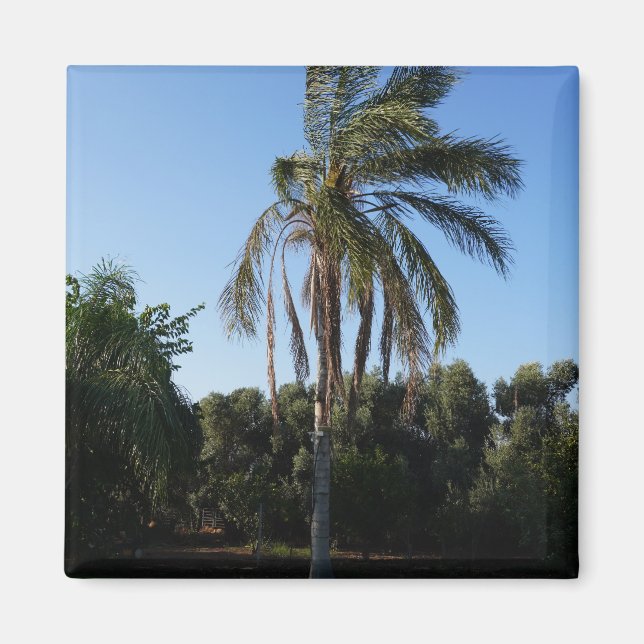 Imán Cambiar el árbol de palmas bajo un cielo despejado (Frente)