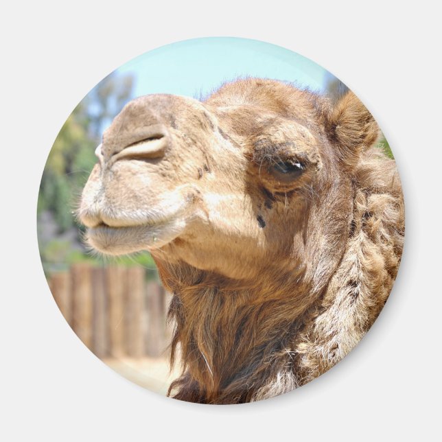 Imán Camel Magnet (Frente)