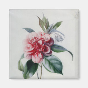 Imán Camelia
