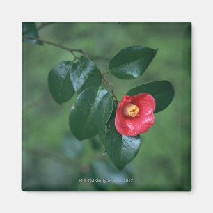 Imán Camelia