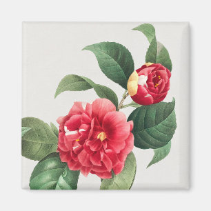 Imán Camelia Variada, Pierre-Joseph Redouté, 1833