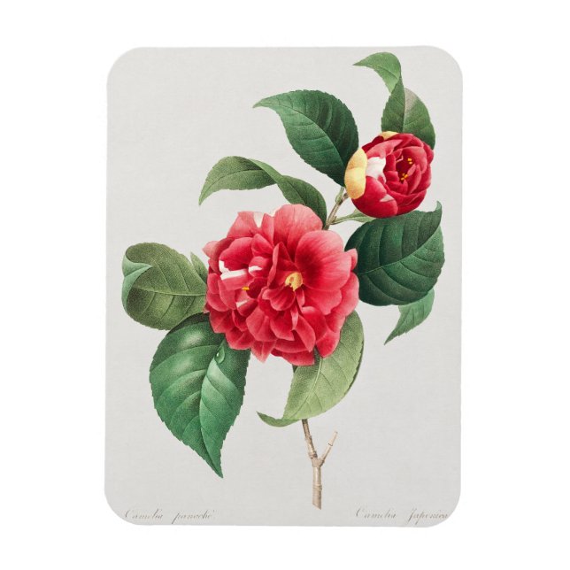 Imán Camelia Variada, Pierre-Joseph Redouté, 1833 (Vertical)