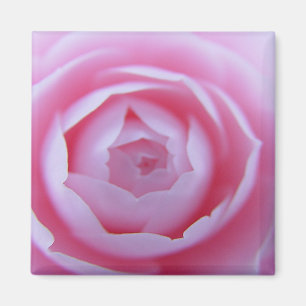 Imán Camellia Closeup Magnet