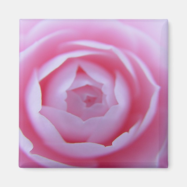 Imán Camellia Closeup Magnet (Frente)
