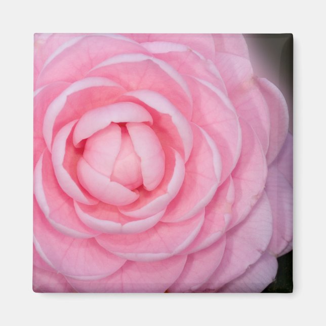 Imán Camellia de Perfección Rosa (Frente)