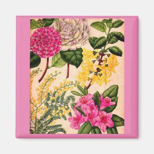 Imán camellia, forsythia, rododendros y acacia