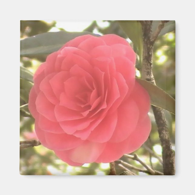 Imán Camellia Magnet (Frente)