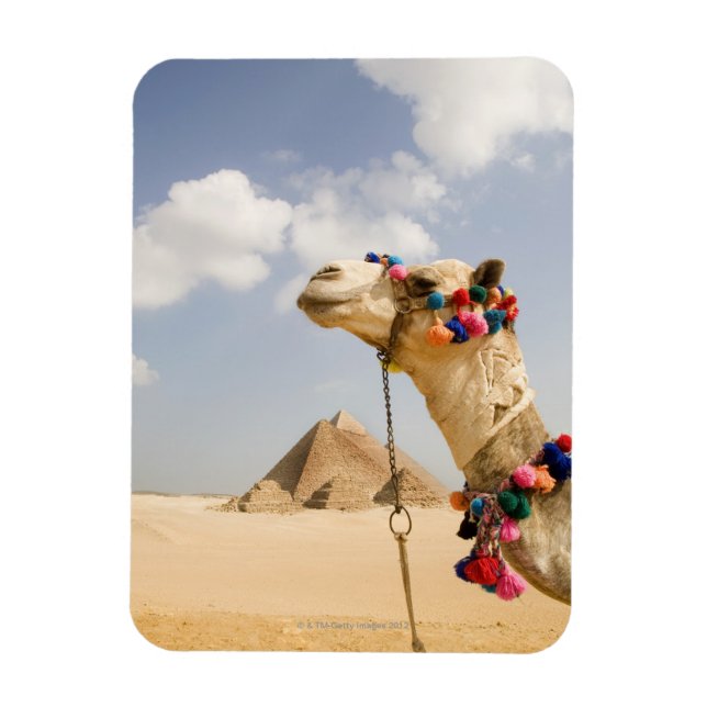Imán Camello con pirámides Giza, Egipto (Vertical)
