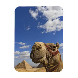 Imán Camello delante de las pirámides de Giza, Egipto,