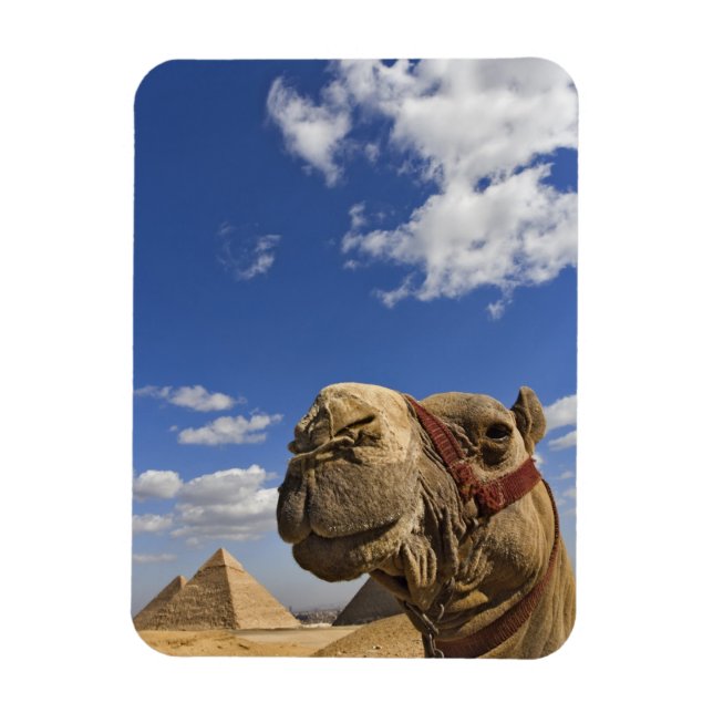 Imán Camello delante de las pirámides de Giza, Egipto, (Vertical)