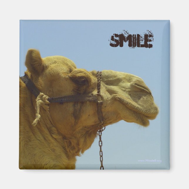 Imán Camello sonriente en perfil - camello en el desier (Frente)