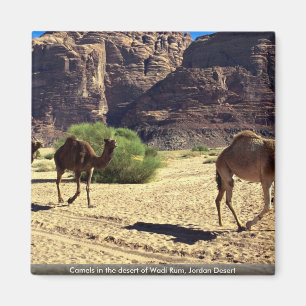 Imán Camellos en el desierto de Wadi Rum, desierto de J