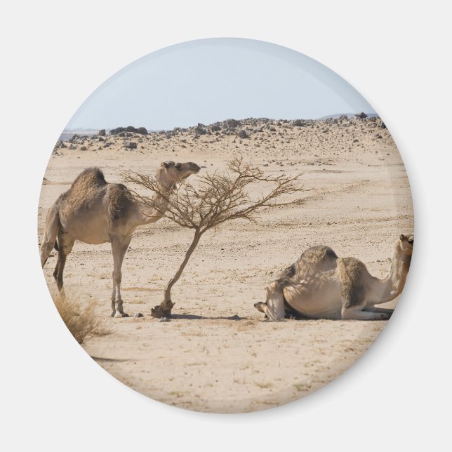 Imán Camellos salvajes (Frente)