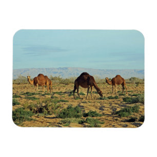 Imán Camellos, Túnez