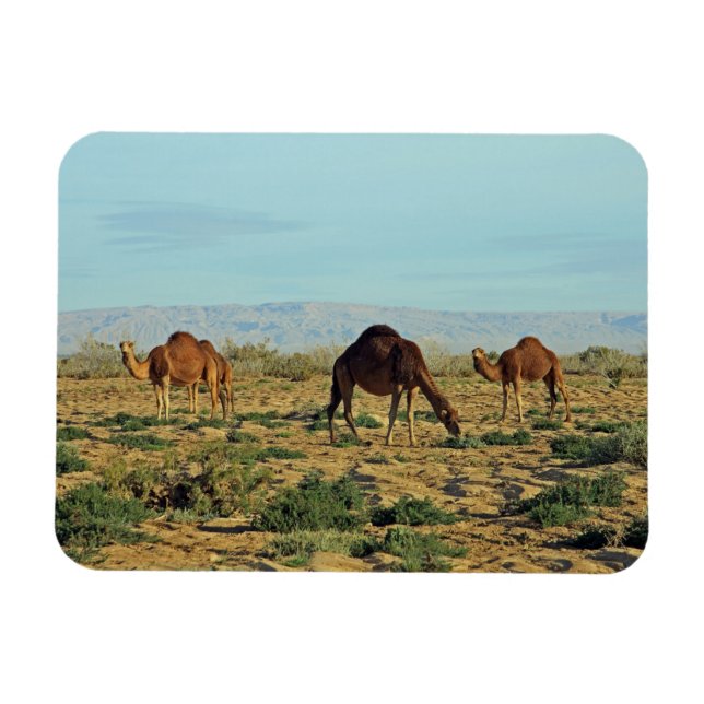 Imán Camellos, Túnez (Horizontal)