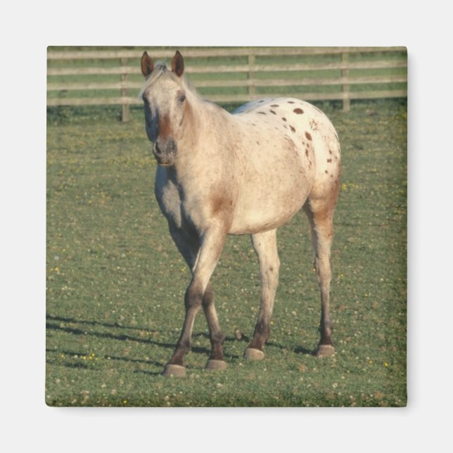 Imán Caminando por Appaloosa (Frente)