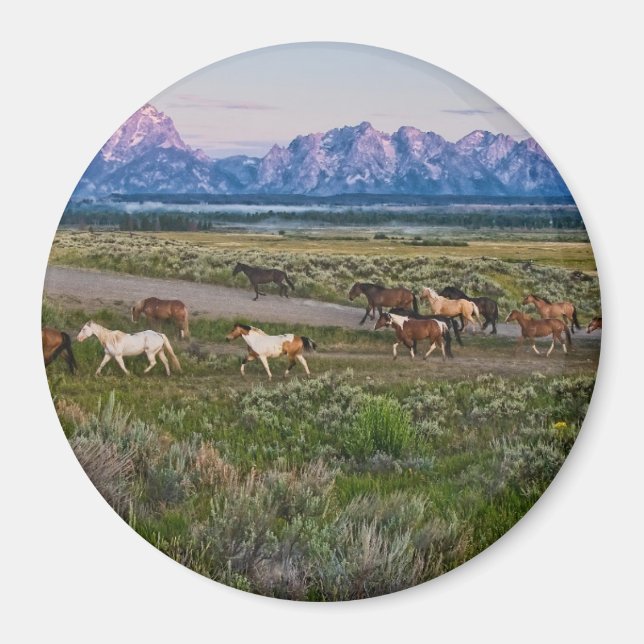 Imán Caminata de caballos (Frente)