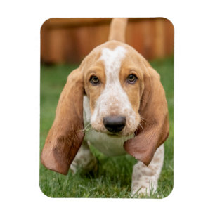 Imán Caminata de cachorros de Basset Houng