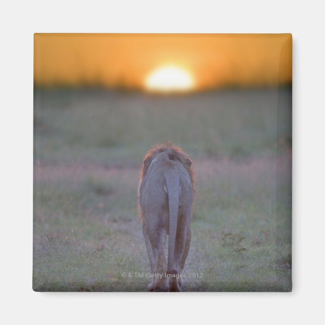 Imán Caminata de leones (Frente)