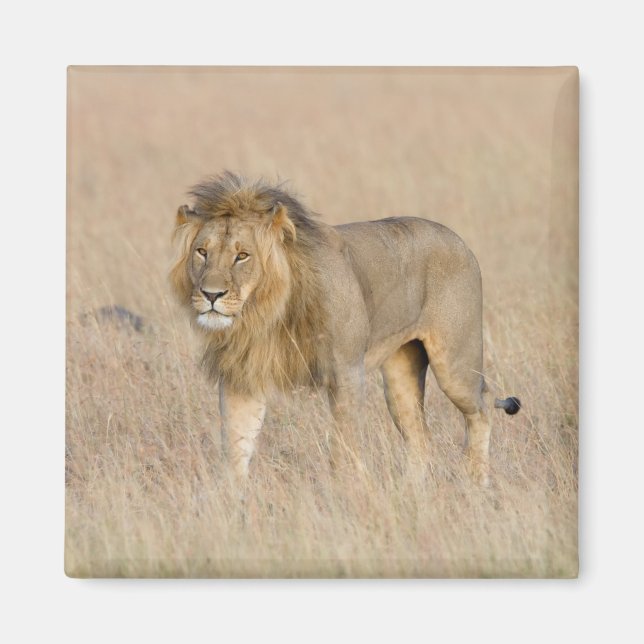 Imán Caminata de leones (Frente)