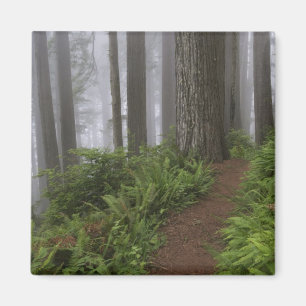Imán Camino a través de los árboles de secuoya gigantes