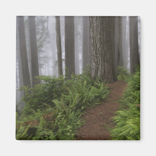 Imán Camino a través de los árboles de secuoya gigantes (Frente)