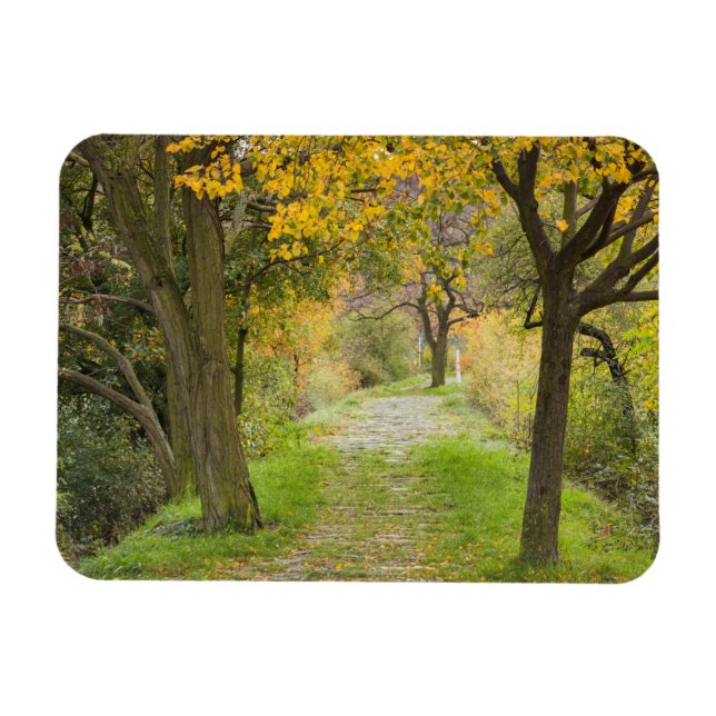 Imán Camino Arbolado en Otoño (Horizontal)
