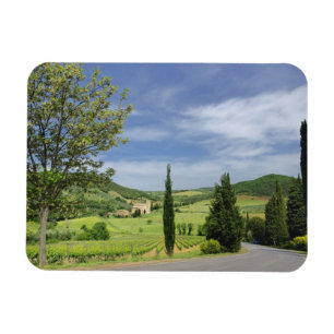 Imán Camino de campo curvando entre cipreses en