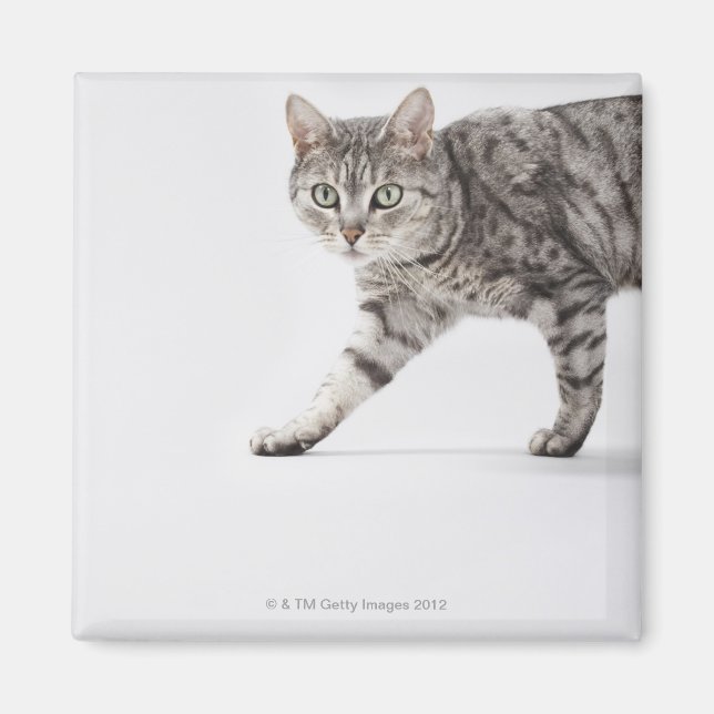 Imán Camino de gato (Frente)