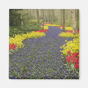 Imán Camino de jacintos de uva, narcisos, y