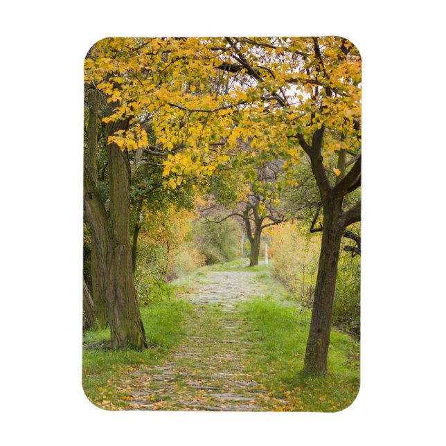 Imán Camino en otoño (Vertical)