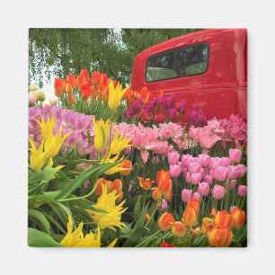 Imán Camión rojo con tulipanes, Oregón