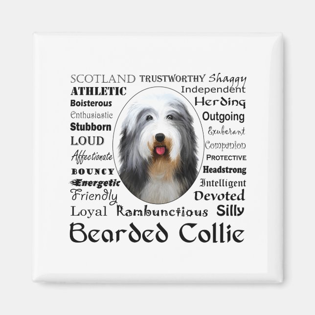 Imán Camiseta de Collie Barbudo  (Frente)