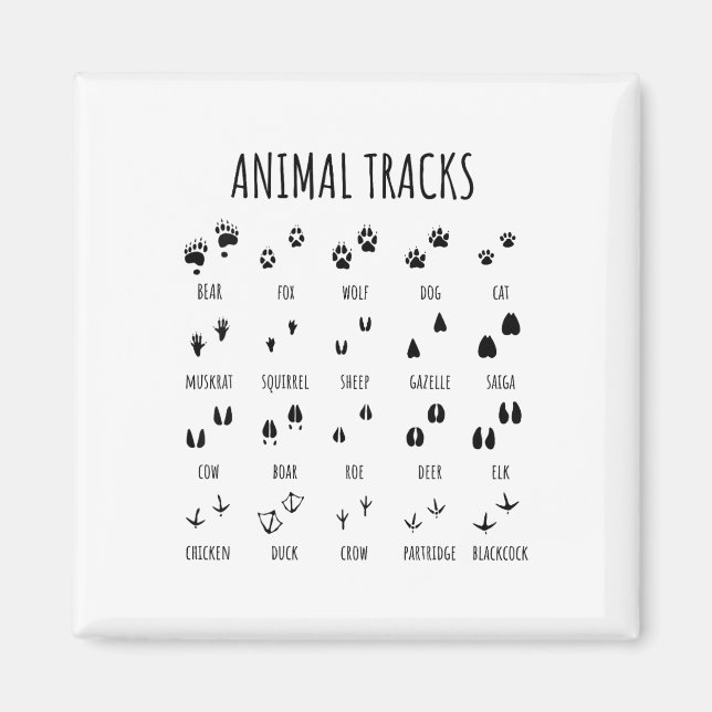 Imán Camiseta de rastros de animales exploradores de la (Frente)