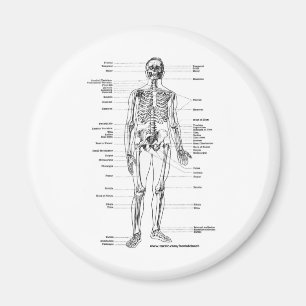 IMÁN CAMISETAS Y REGALOS ESQUELÉTICOS DE LA ANATOMÍA
