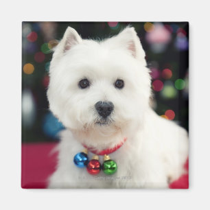 Imán Campana de navidad del perrito que lleva en cuello