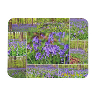Imán Campanas azules hermosas en el bosque