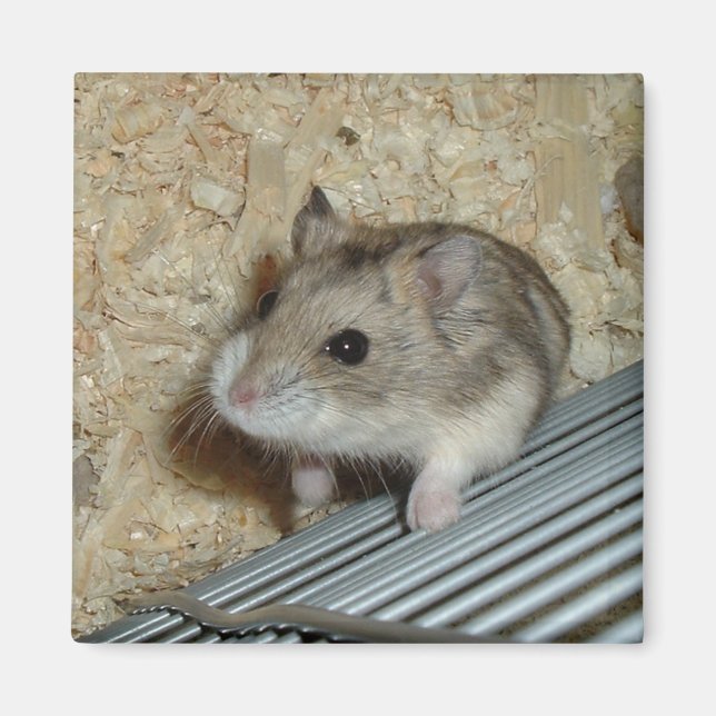 Imán Campbells Hamster (Frente)