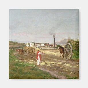 Imán Campesinos recolectando caña de azúcar