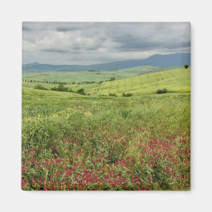 Imán Campo agrícola, región de Toscana, Italia.
