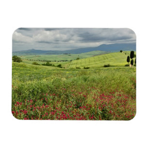 Imán Campo agrícola, región de Toscana, Italia.