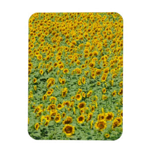 Imán Campo amarillo del girasol