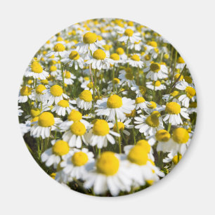 Imán Campo Chamomile, Hungría