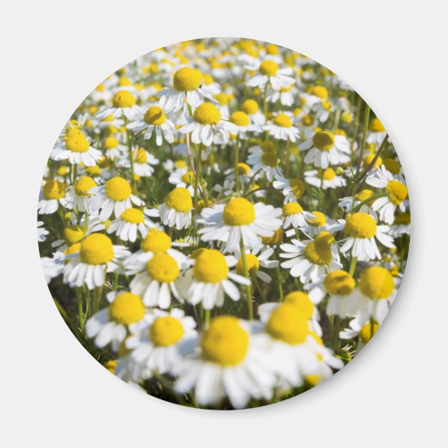 Imán Campo Chamomile, Hungría (Frente)