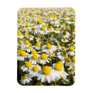 Imán Campo Chamomile, Hungría